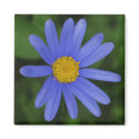 Margherite Blue Daisy magnets