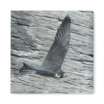 Mariah in flight Magnet magnets