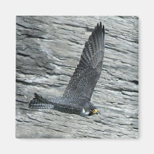 Mariah in flight Magnet