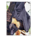 Mariana Fruit Bat cards