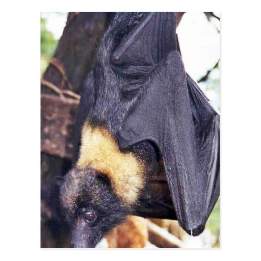 Guam flying fox diet image