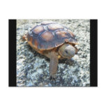 Array - zazzle_postcard