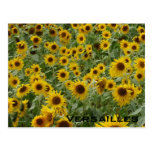 Marie's Sunflowers Postcard