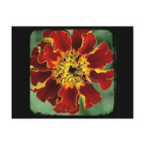 Marigold 2 postcards