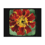 Marigold 2 postcards