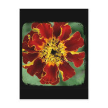 Marigold 2 postcards