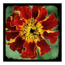 Marigold 2 posters by angelandspot Marigold 2 posters