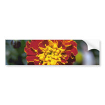 Marigold Bumper Sticker