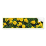 Marigold Bumper Sticker