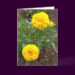 Marigold