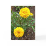 Marigold