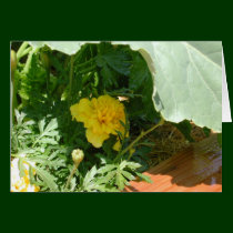 Marigold cards by Just_For_Mom Marigold cards