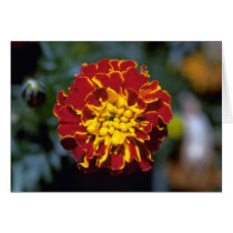 Marigold Cards
