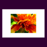 Marigold Delight