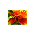 Marigold Delight posters by Tregarde Marigold Delight posters
