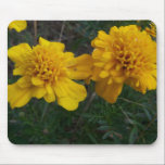 Marigold Duel