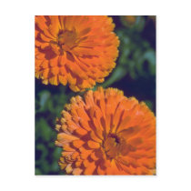 Marigold Flame Postcards