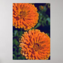 Marigold Flame Poster