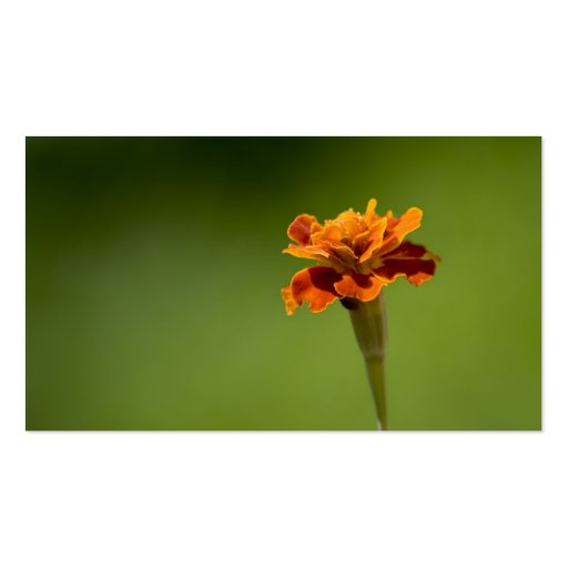 Marigold Flower Closeup Business Card Template (front side)