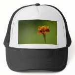 Marigold Flower Closeup hats