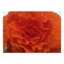 Marigold Flower Custom Announcement