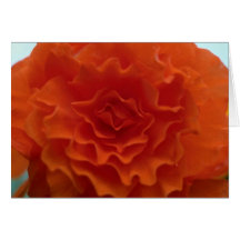 Marigold Flower Greeting Cards