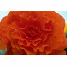 Marigold Flower Photo Sculpture