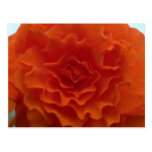 Marigold Flower Post Cards