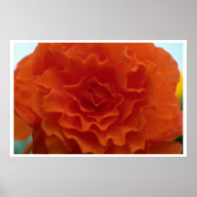 Marigold Flower Posters