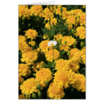 Marigold Flowers and a Daisy Flower Greeting Card,