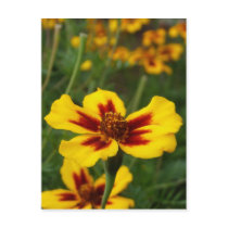Marigold Flowers Postcard postcards