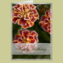 Marigold Frost Card cards