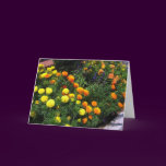 Marigold Garden - Greeting Card