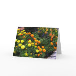 Marigold Garden - Greeting Card