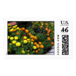Marigold Garden Postage Stamps