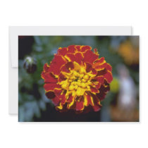 Marigold Custom Announcements