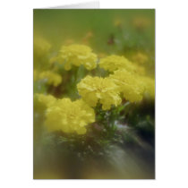 Marigold Magic cards by Jack_of_Arts Marigold Magic cards