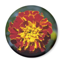 Marigold Refrigerator Magnets