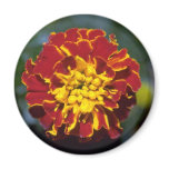 Marigold Refrigerator Magnets