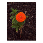Marigold Post Card