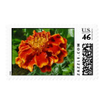 Marigold Postage