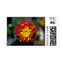 Marigold Stamp