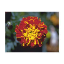 Marigold Postcards