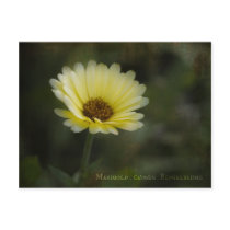 Marigold Postcard