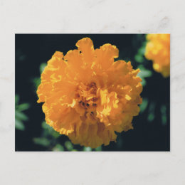 Marigold postcard