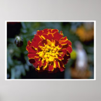 Marigold Poster