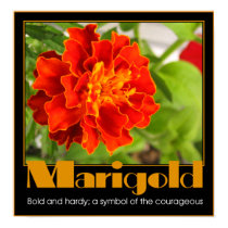 Marigold posters