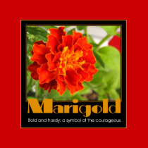 Marigold t-shirts