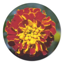 Marigold Sticker