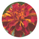 marigold stickers
